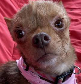 Photo of Green Beans