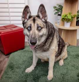 Photo of Alex Bowman