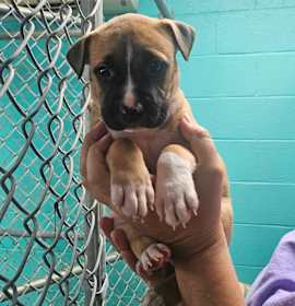 Photo of Miss Argentina