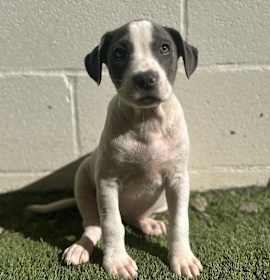 Photo of Faelan 5832