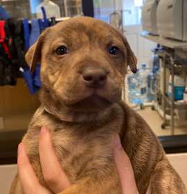 Photo of Chestnut Praline