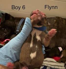 Photo of FLYNN (BLUE) DISNEY