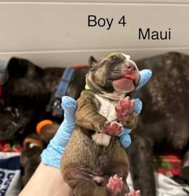 Photo of MAUI (LIGHT GREEN) DISNEY