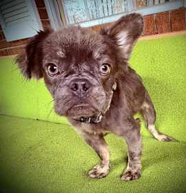 Photo of Clover-now Maxx