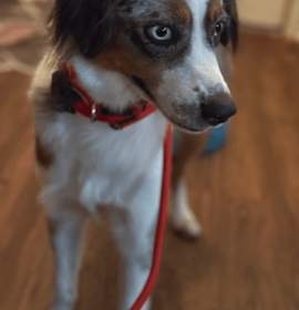 Photo of Indigo/Indie