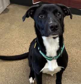 Photo of Souffle III 40