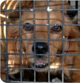 Photo of Doxie pups!