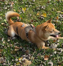 Photo of Kip -- Courtesy Post