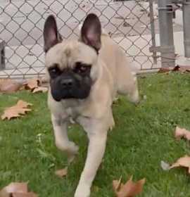 Photo of 161613 Beau