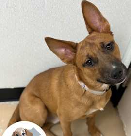 Photo of Rico de Gallo