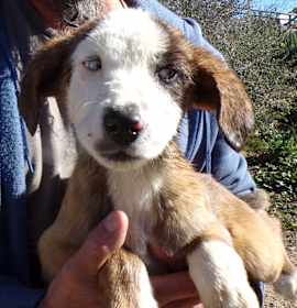 Photo of AUSSIE MIX PUPS C