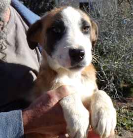 Photo of AUSSIE MIX PUPS D