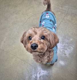 Photo of Aladdin (HDS)