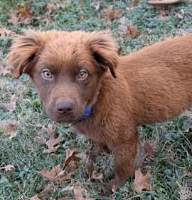 Photo of PUPPY BOONE