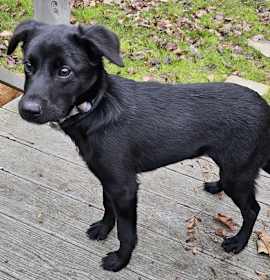 Photo of PUPPY BLAIR