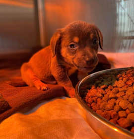 Photo of Jade pup - Prancer