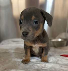 Photo of Jade pup - Dancer