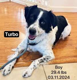 Turbo photo 4
