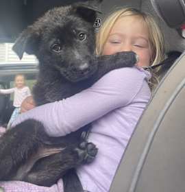 Photo of Starling (Winter Litter)