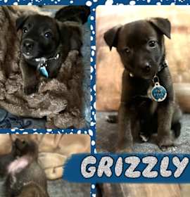 Photo of Grizzly
