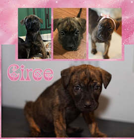 Photo of Circe