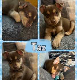 Photo of Taz