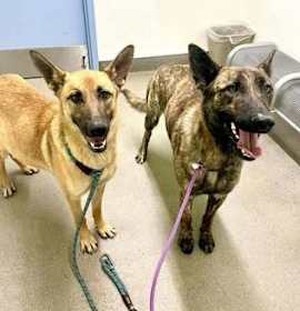 Photo of Bam Bam - located in AZ