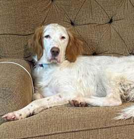 Photo of Available - Grady