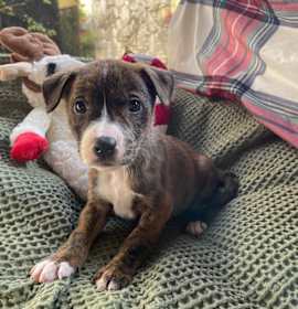 Photo of The Princess and the Frog (Firefly)