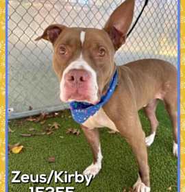 Photo of Kirby Zeus(827)