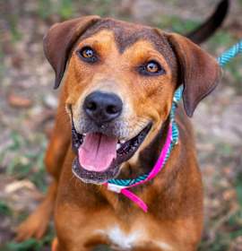 Photo of Fidget Spinner