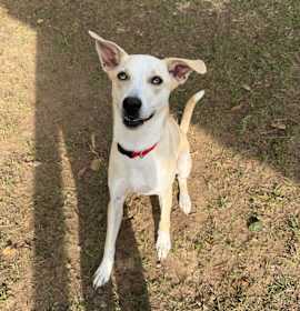 Photo of Speedy Gonzales