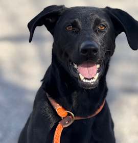 Photo of Jingle Ears