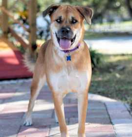 Photo of Sunny (Buttercup)