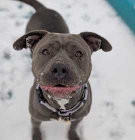 Photo of Harley XIV 4