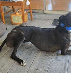 Photo of Sadie the Goat (Sadie)