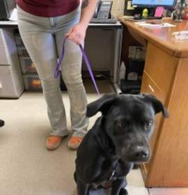 Photo of Olive 126054