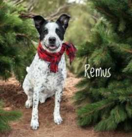 Photo of Remus Lupin 122035