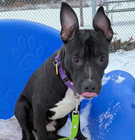 Beanie IV 33 photo 2