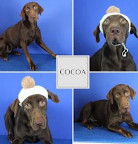 Photo of Cocoa