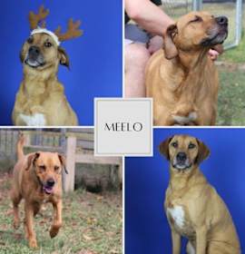 Photo of Schmidt/Meelo