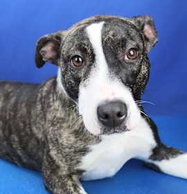 Photo of Bella - 073104T