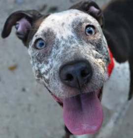 Photo of Freckles(Renamed Reina)