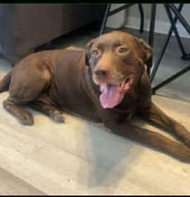 Photo of Oakley Bear