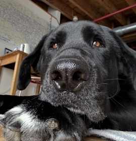 Photo of Mumbo Jumbo