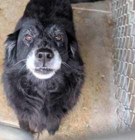 Photo of Molly (Spayed)