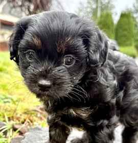 Photo of Baloo- our Bear Necessity!