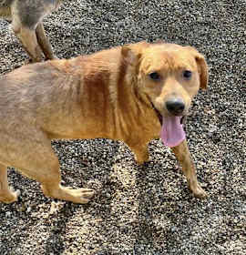 Photo of PRINCESS PEE