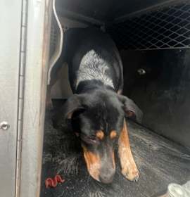 Photo of Sweet Prince of Floyd