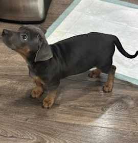 Photo of Pickle Haus